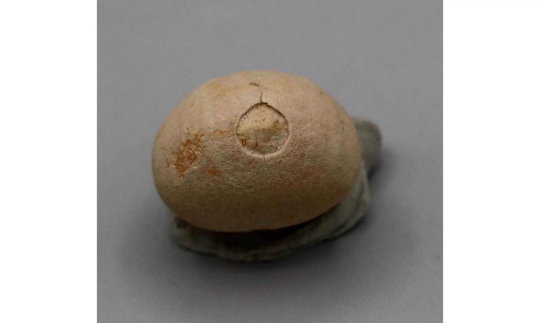 Gentilia tafileltensis