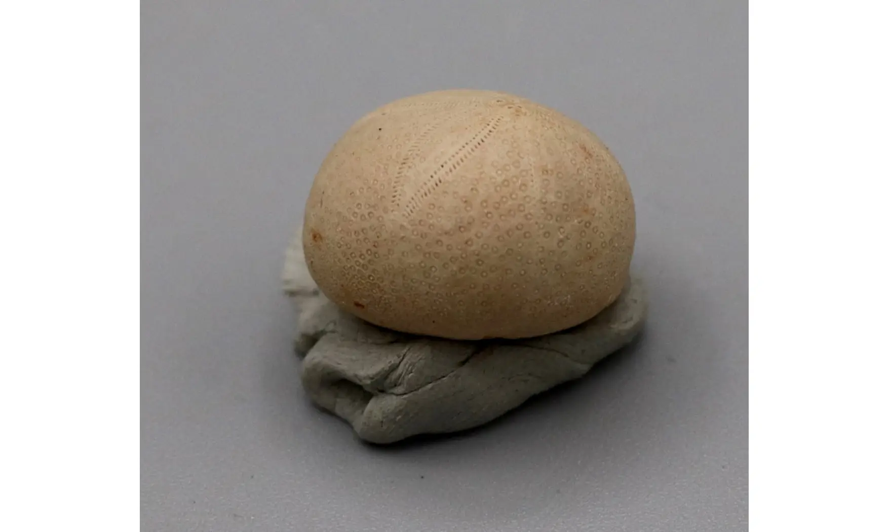 Gentilia tafileltensis