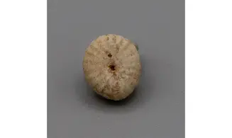 Fibullaria ovulum