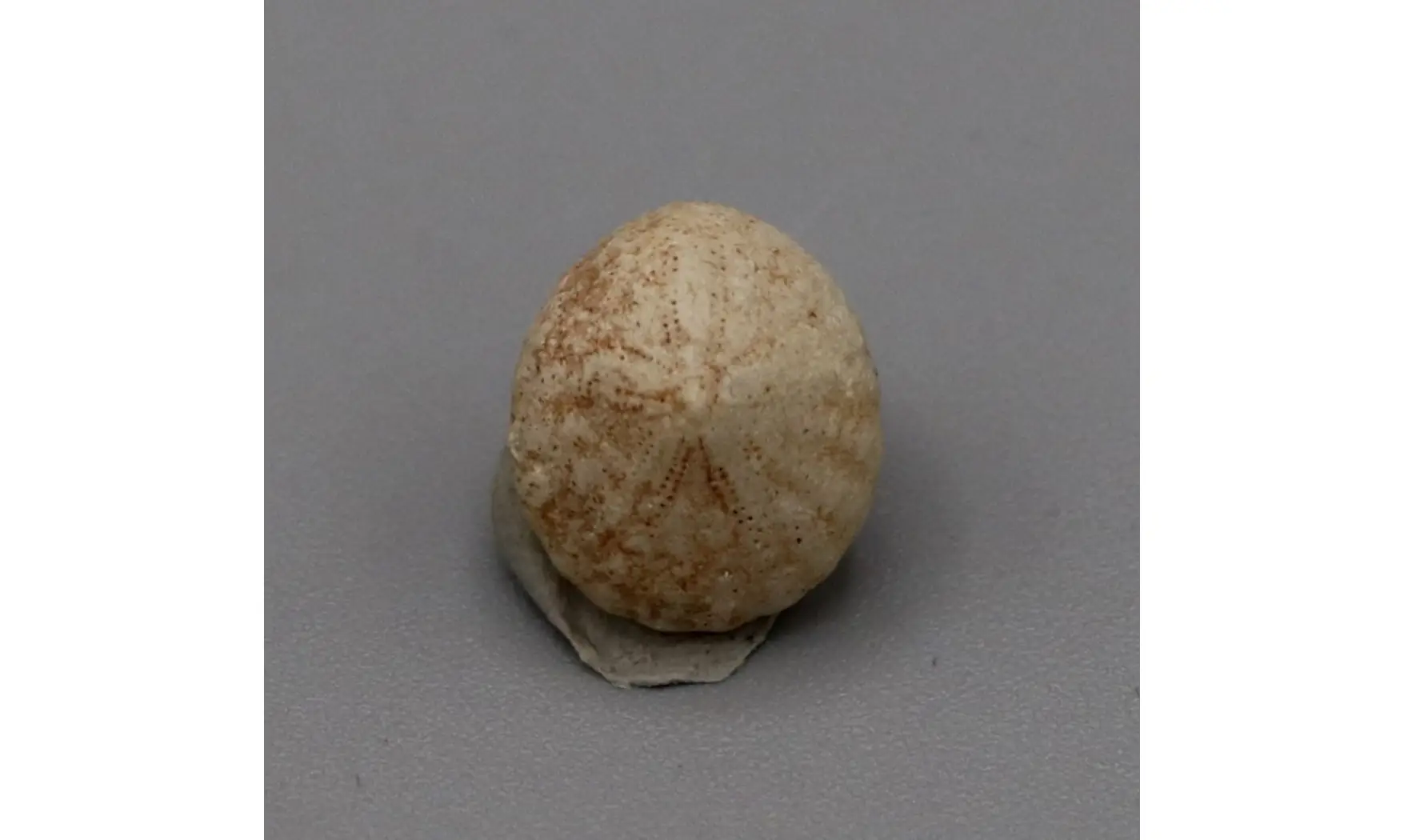 Fibullaria ovulum