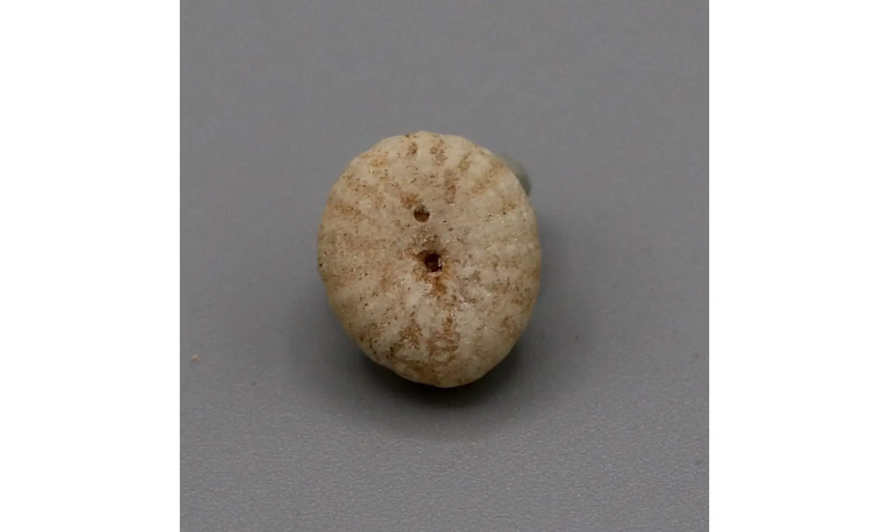 Fibullaria ovulum
