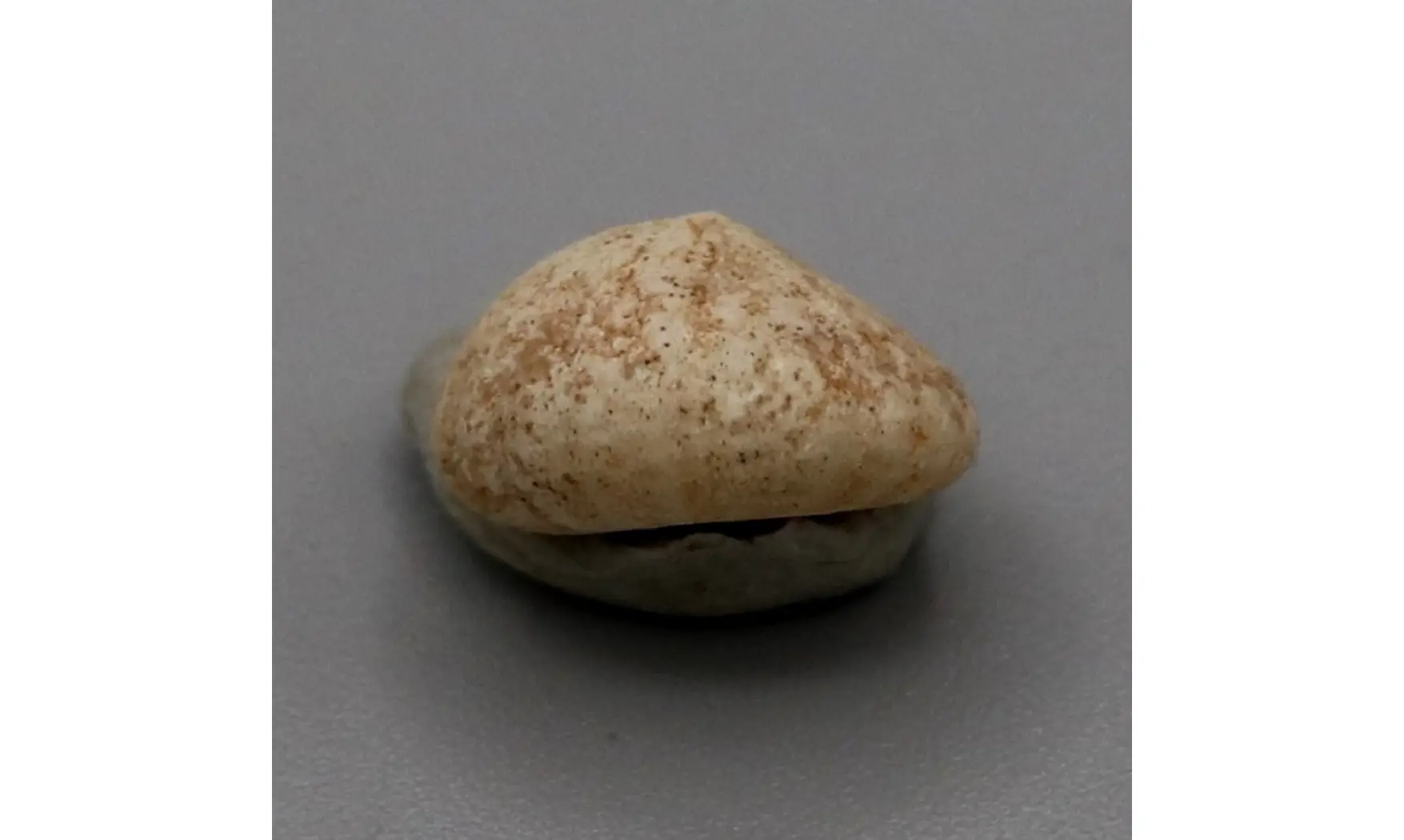 Fibullaria ovulum