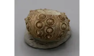 Nenoticidaris mercieri