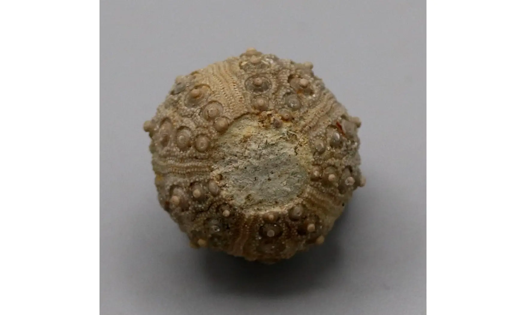 Nenoticidaris mercieri
