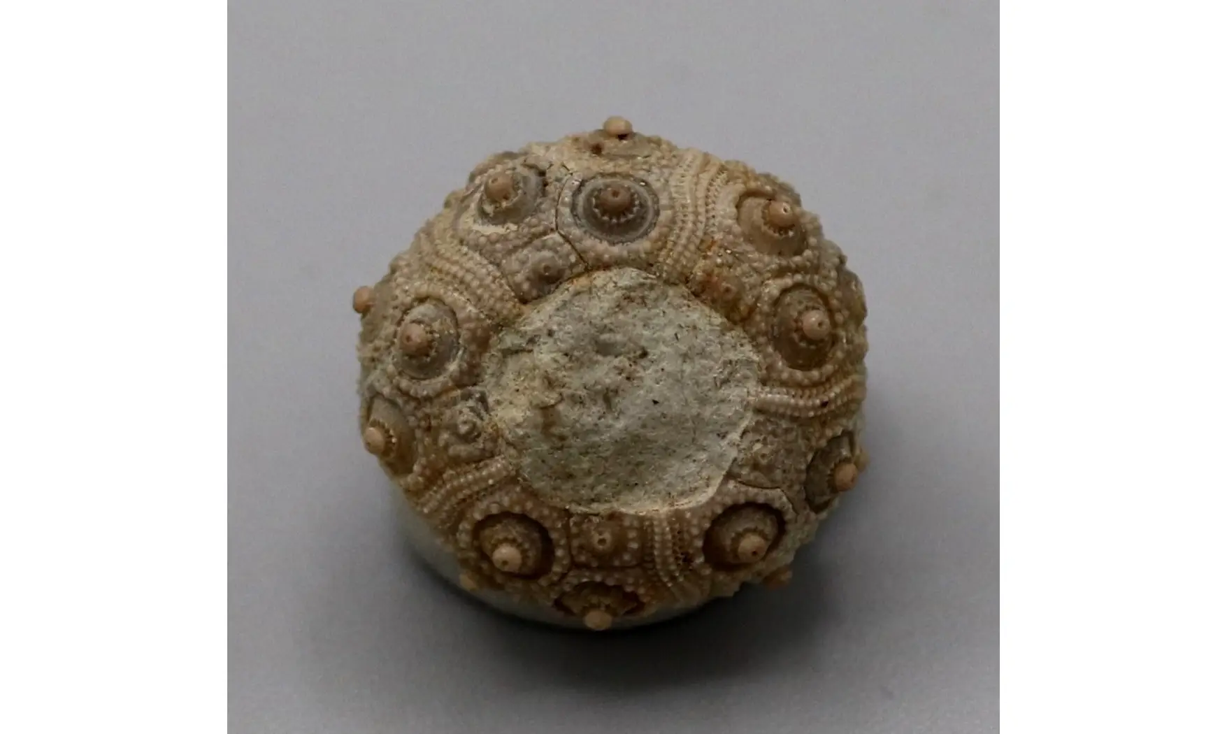 Nenoticidaris mercieri