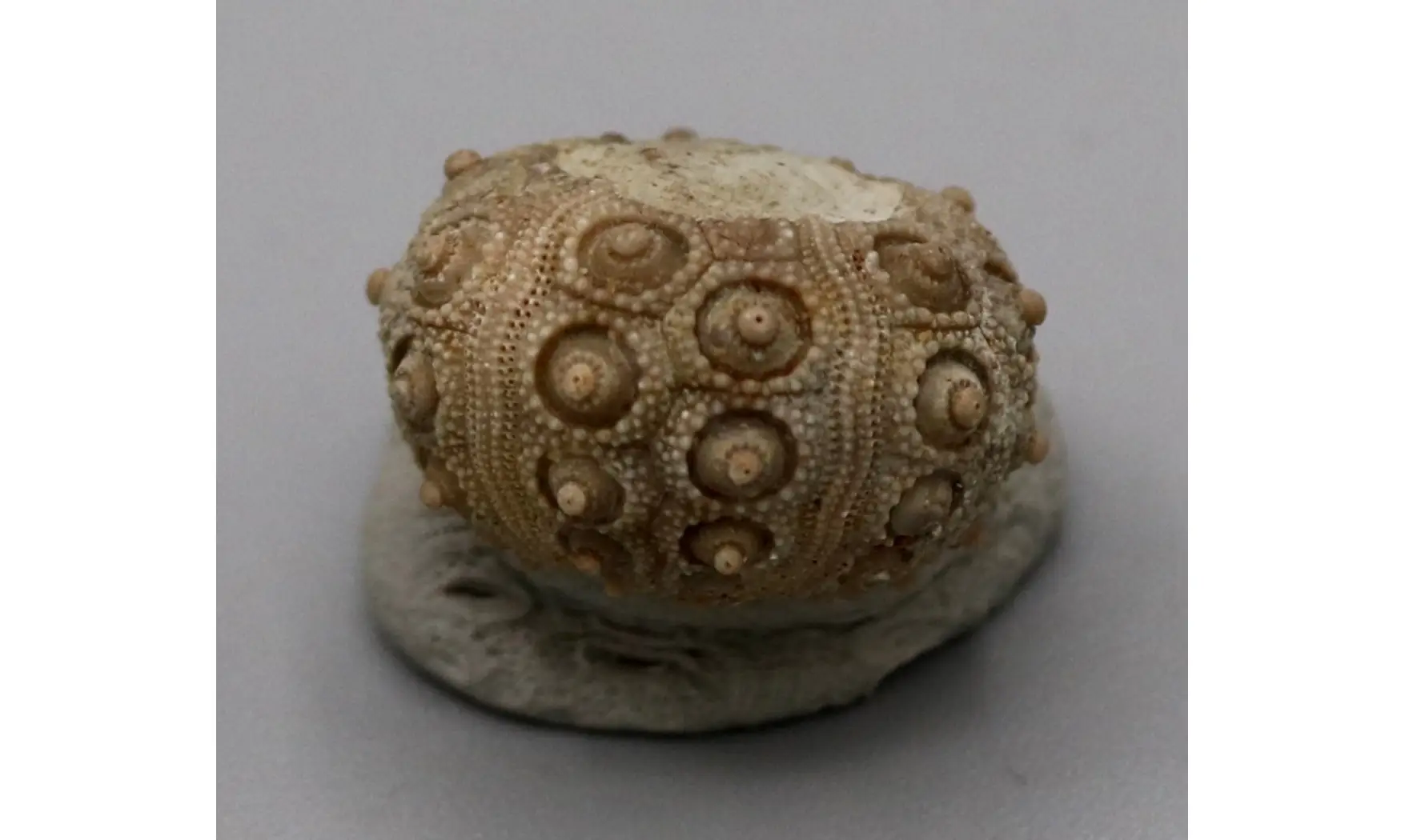 Nenoticidaris mercieri