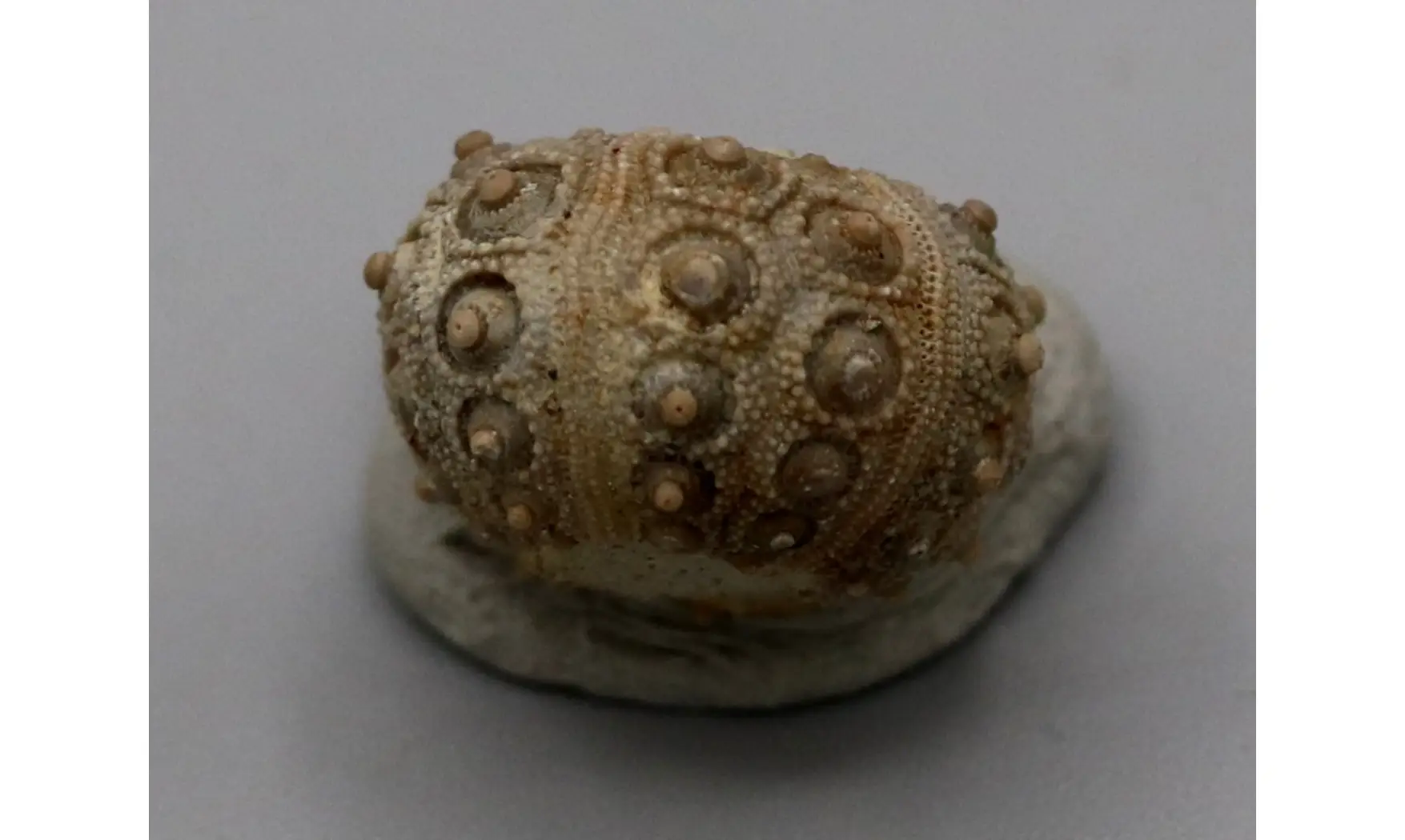 Nenoticidaris mercieri