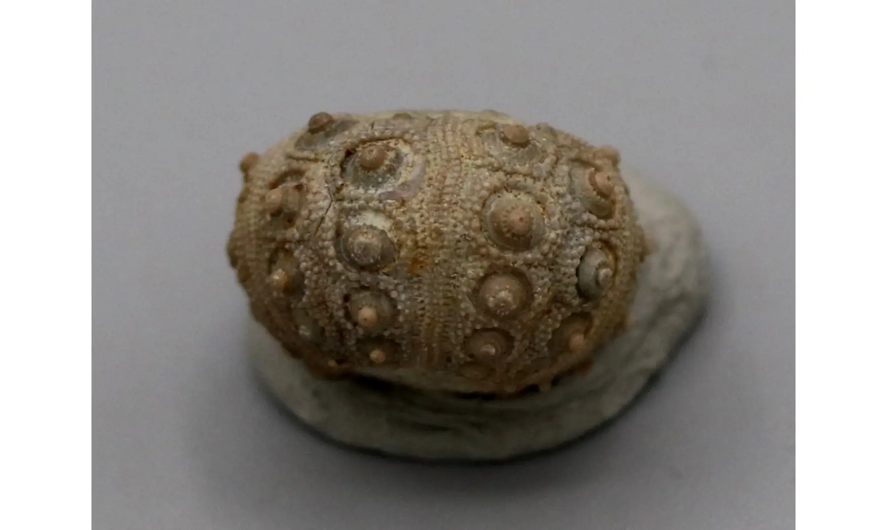 Nenoticidaris mercieri