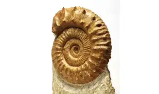 Collotia oxyptychoides