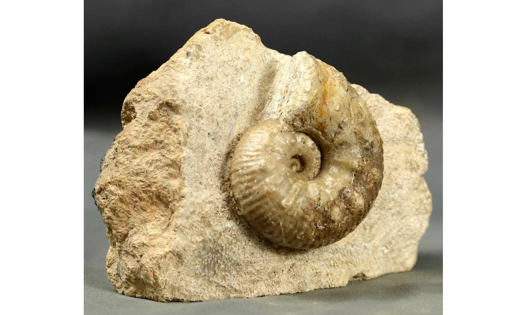Liparoceras gallicum