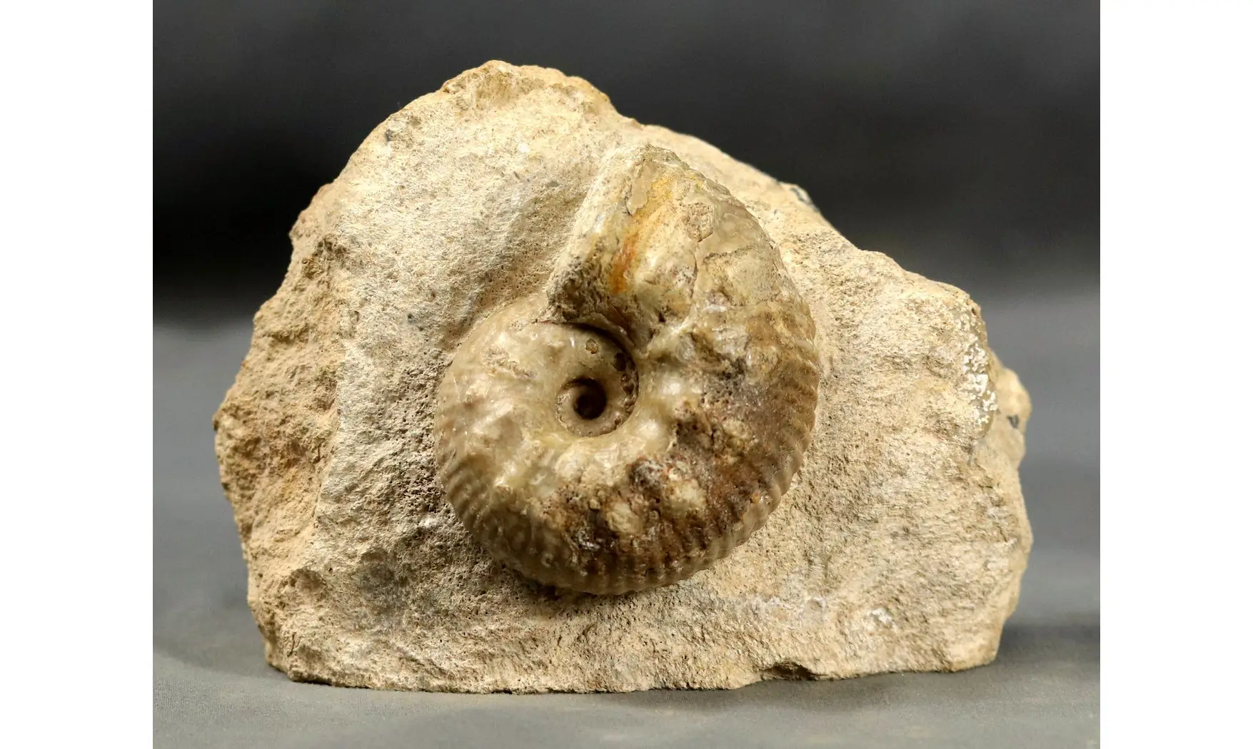 Liparoceras gallicum