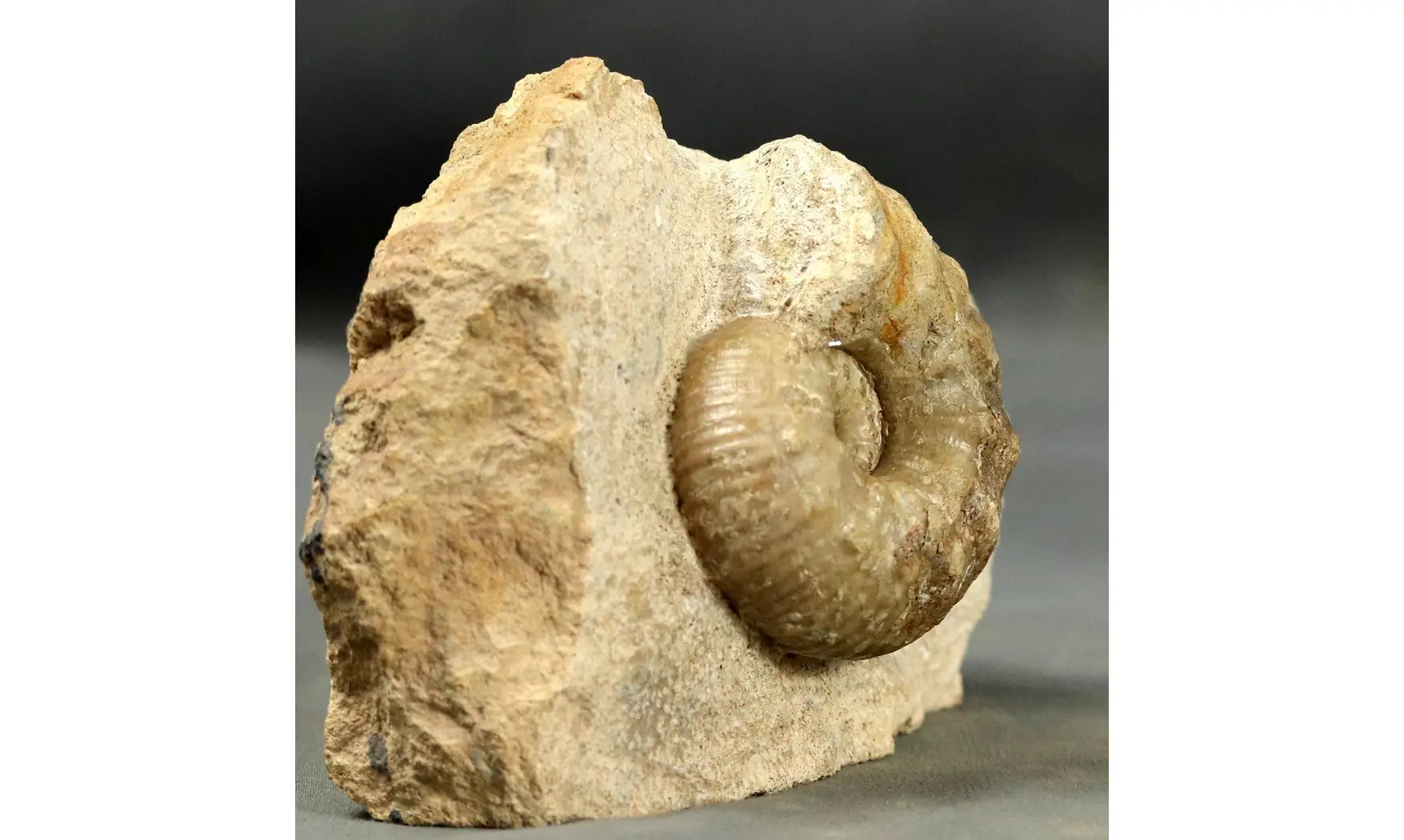 Liparoceras gallicum