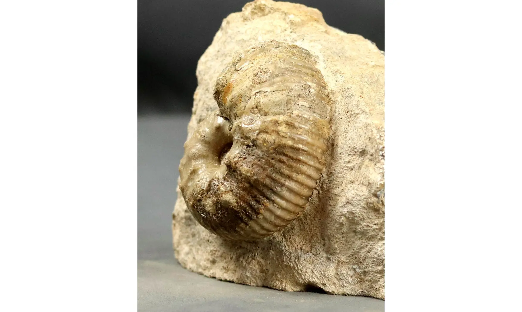 Liparoceras gallicum