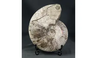 Aioloceras besairie ( 22 cm!! )