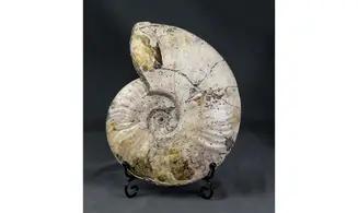 Aioloceras besairie ( 22 cm!! )