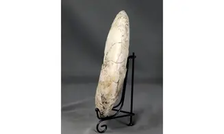 Aioloceras besairie ( 22 cm!! )