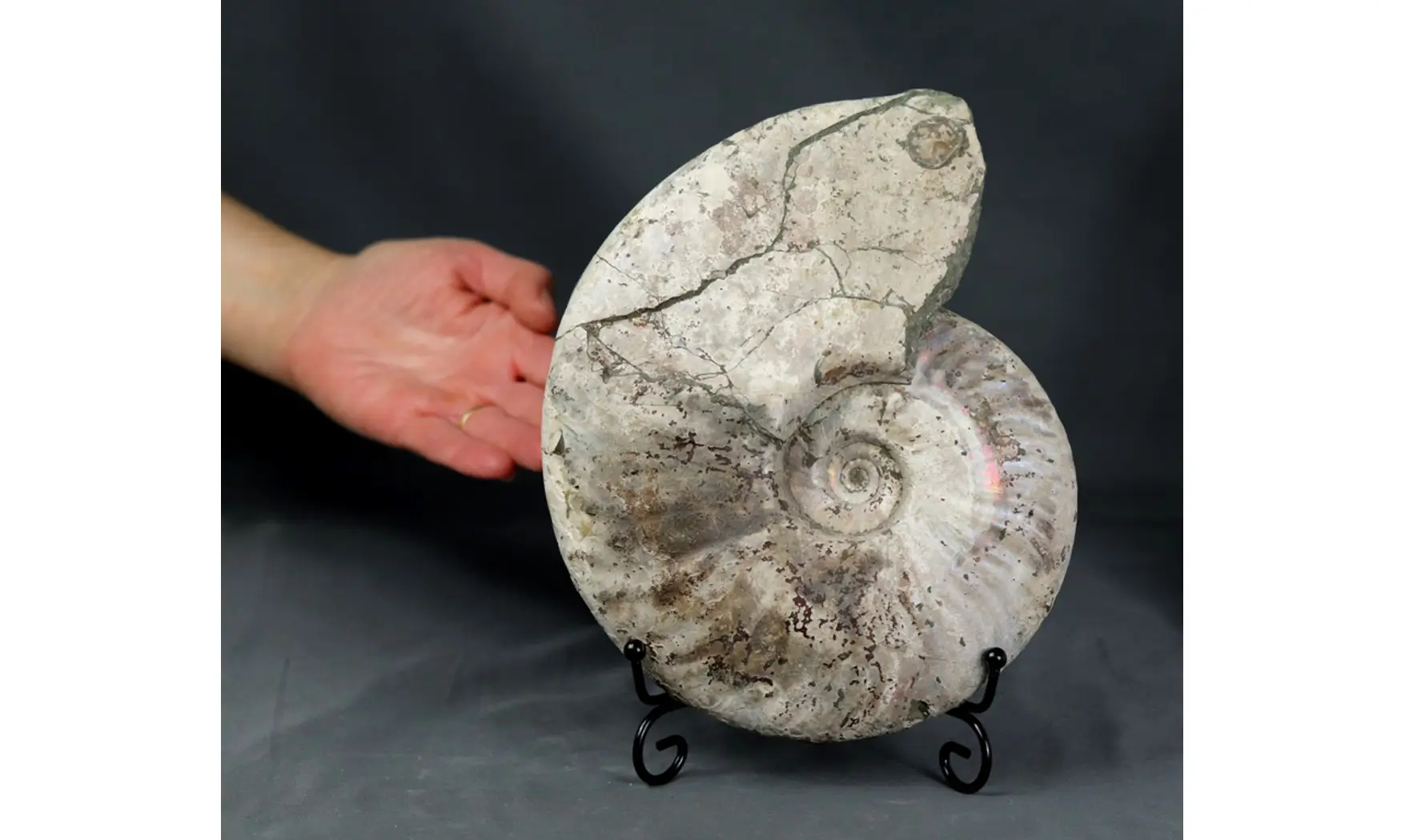 Aioloceras besairie ( 22 cm!! )