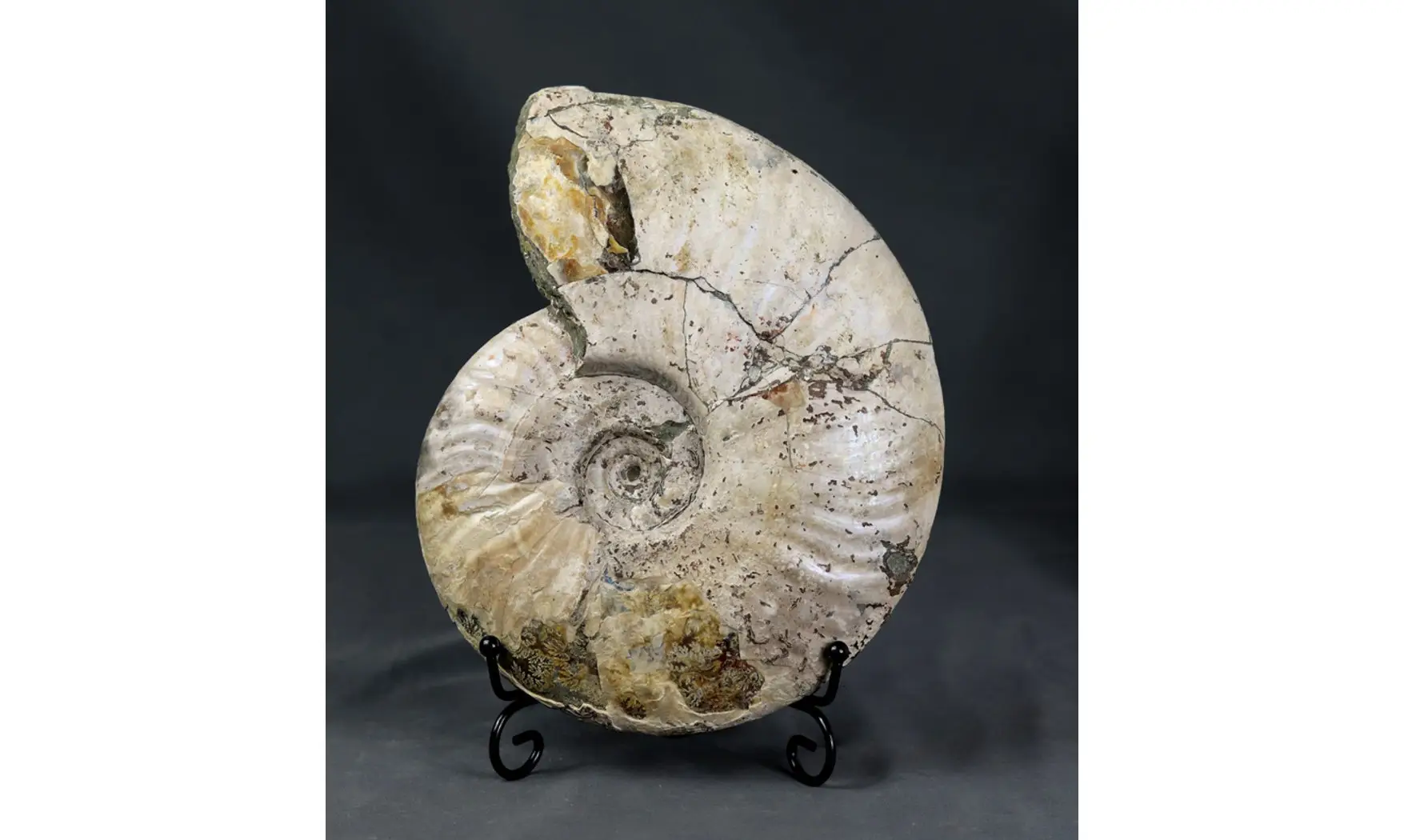 Aioloceras besairie ( 22 cm!! )