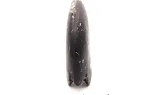 Beautifull polished Manticoceras