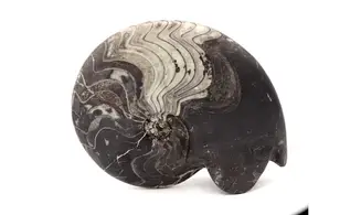 Beautifull polished Manticoceras