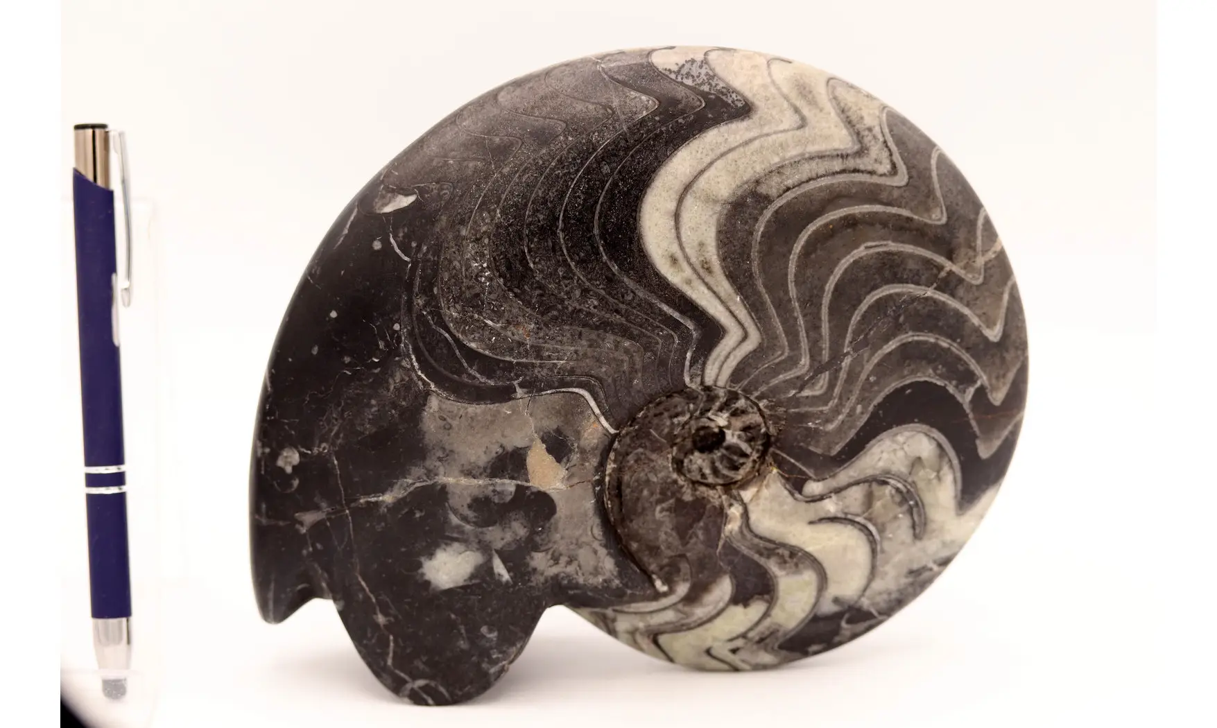 Beautifull polished Manticoceras