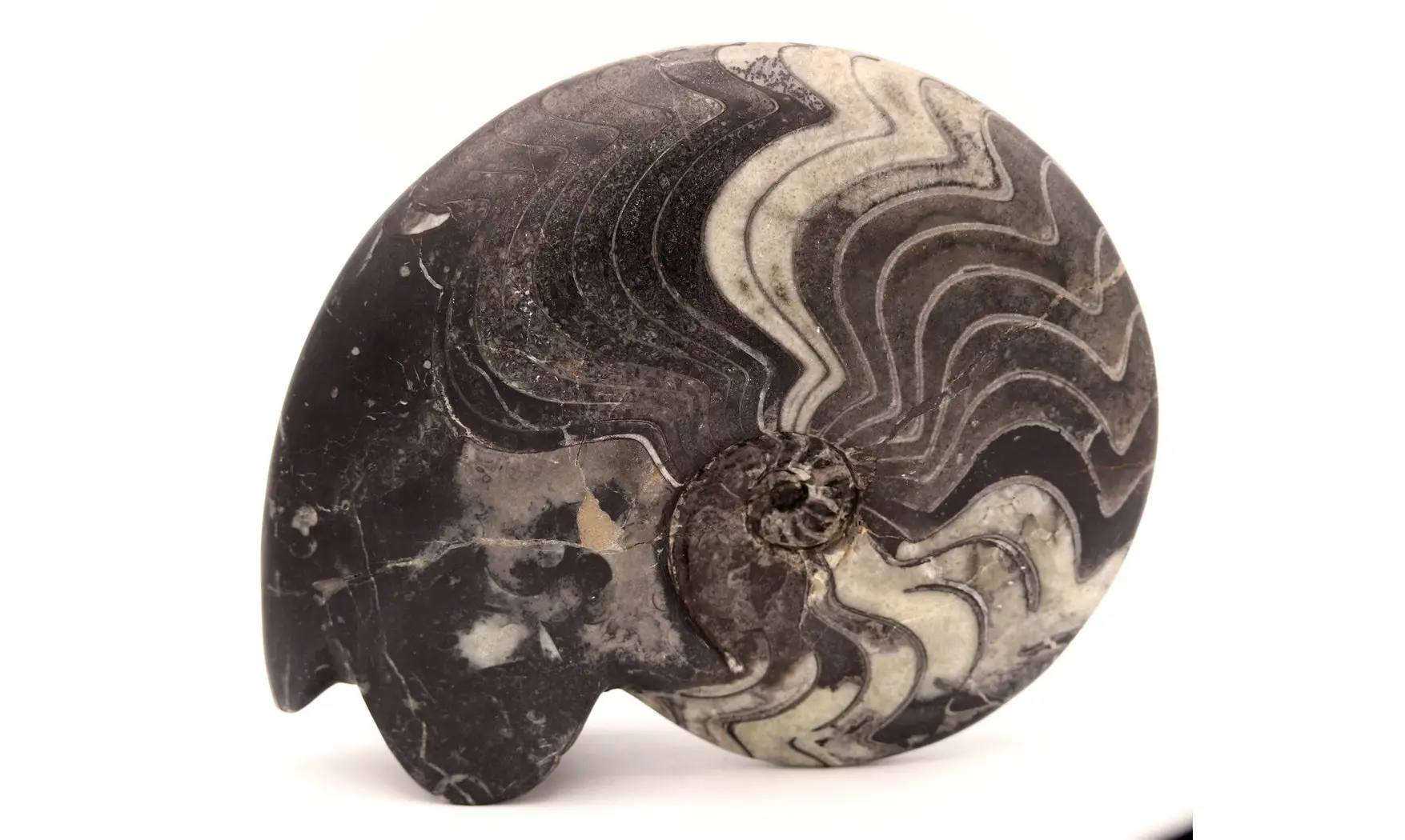 Beautifull polished Manticoceras