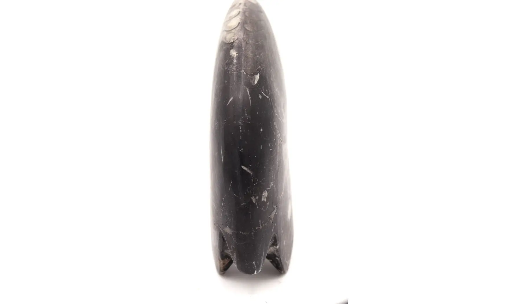 Beautifull polished Manticoceras