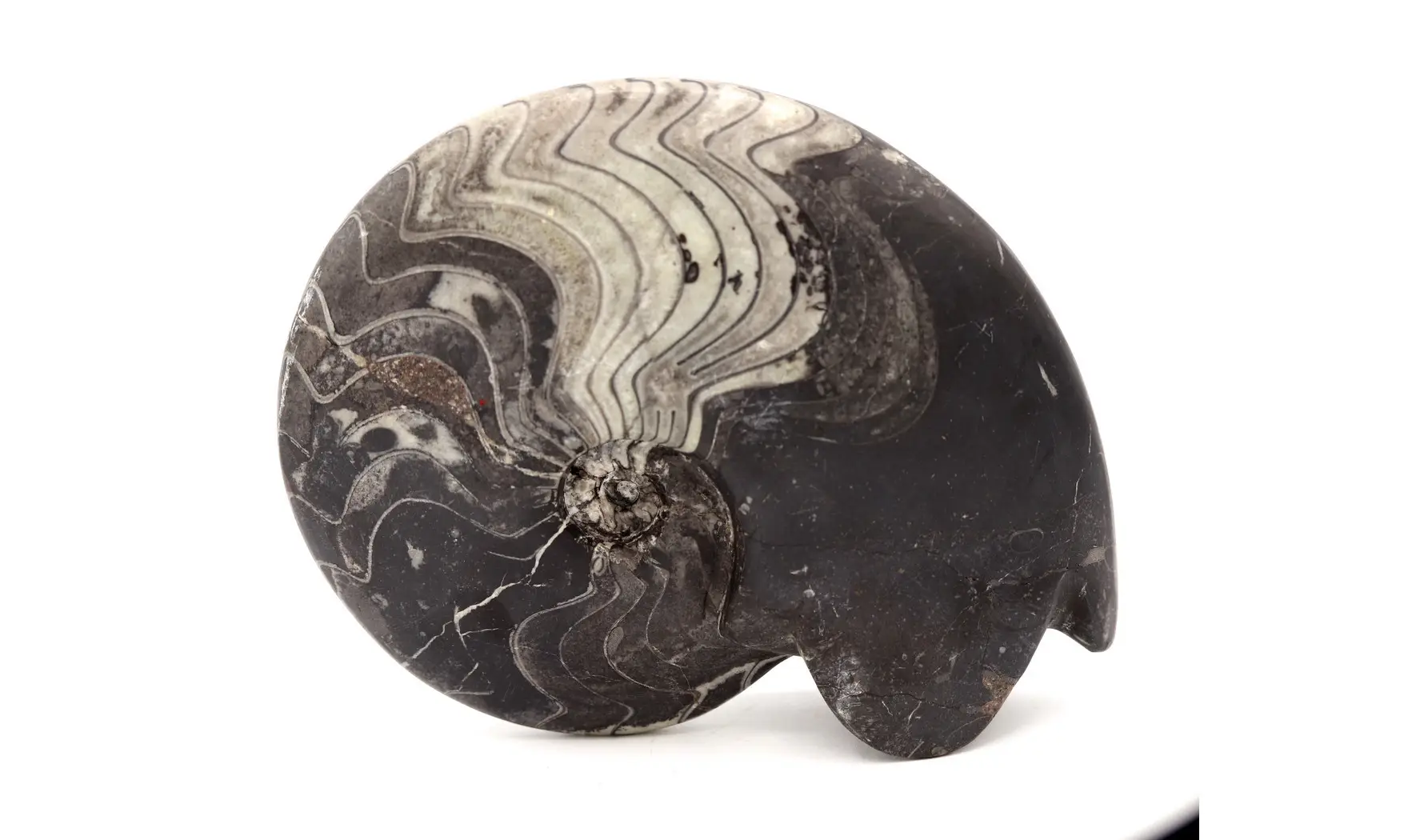 Beautifull polished Manticoceras