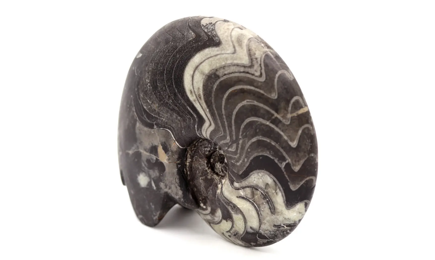Beautifull polished Manticoceras