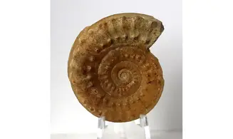 Acanthopleuroceras valdani