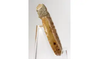 Acanthopleuroceras valdani