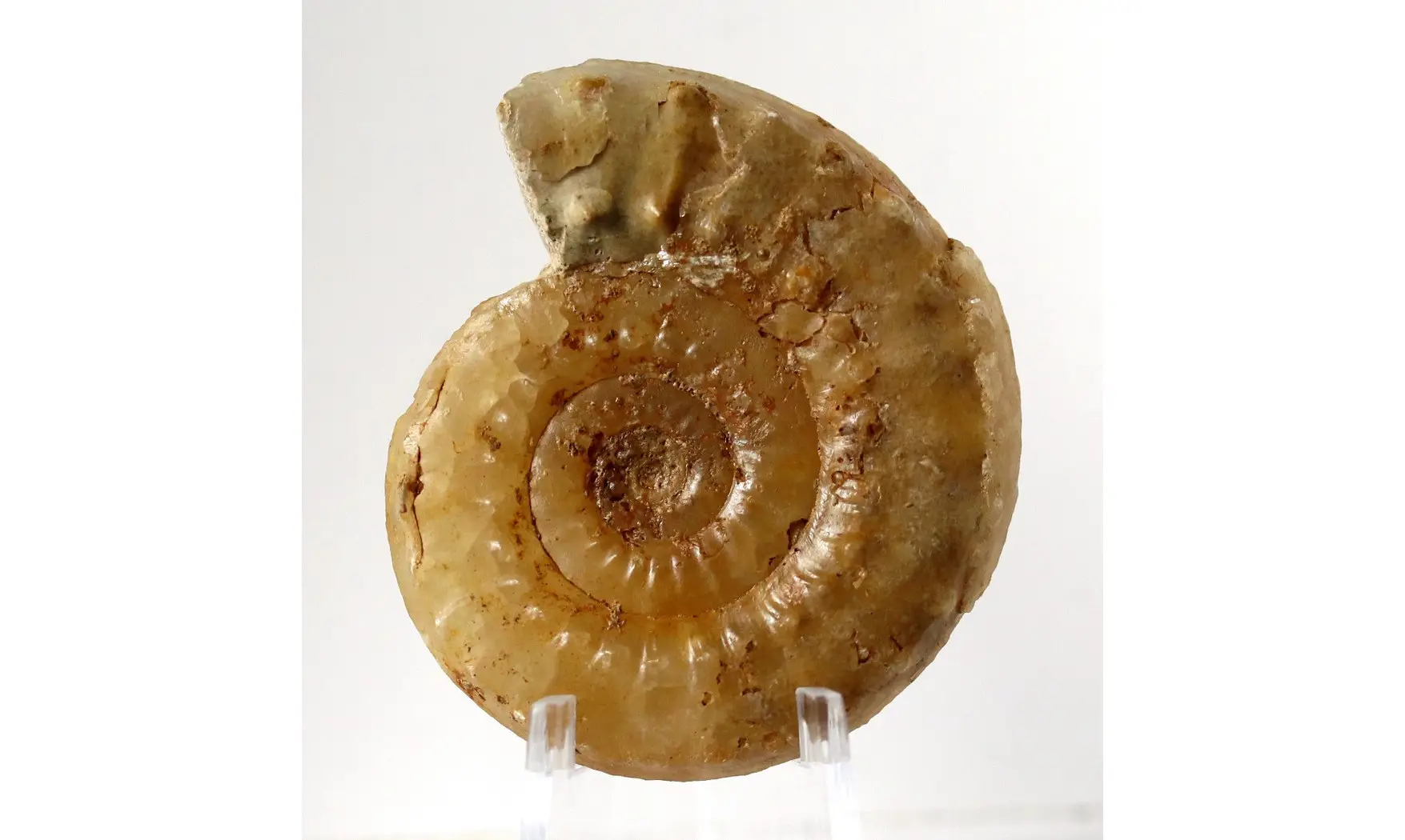 Acanthopleuroceras valdani