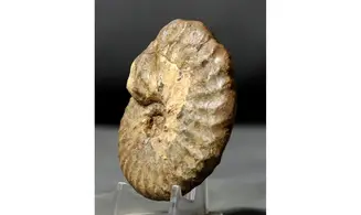 Pseudoschlönbachia umbulazi