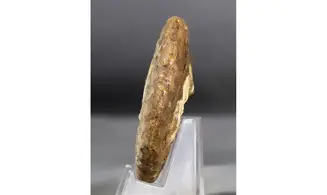 Pseudoschlönbachia umbulazi