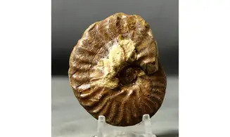 Pseudoschlönbachia umbulazi