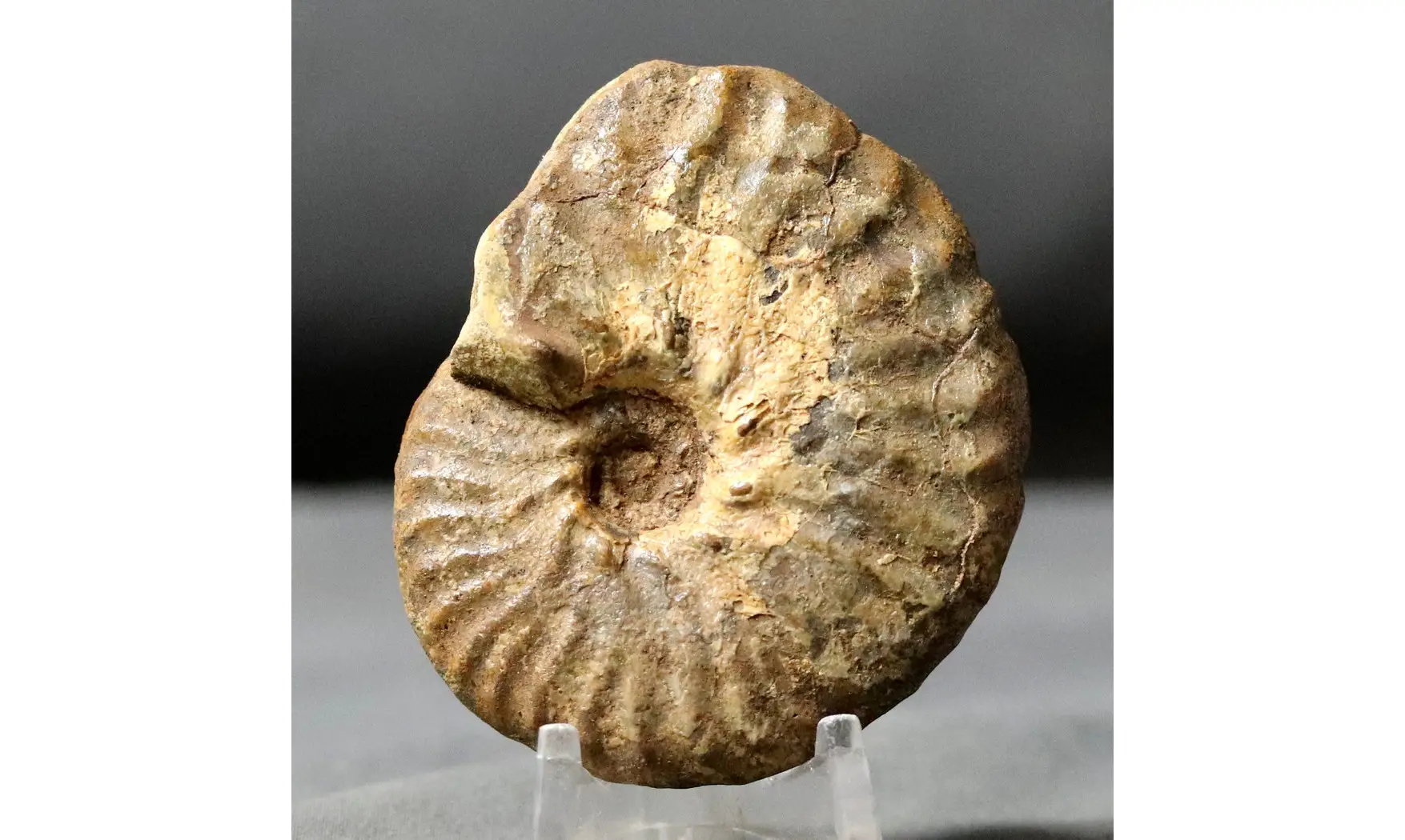 Pseudoschlönbachia umbulazi