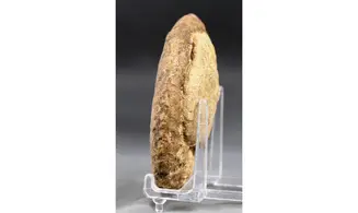 Pseudoschlönbachia tenuiornata