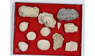 Lot éponges