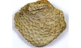 Lot éponges