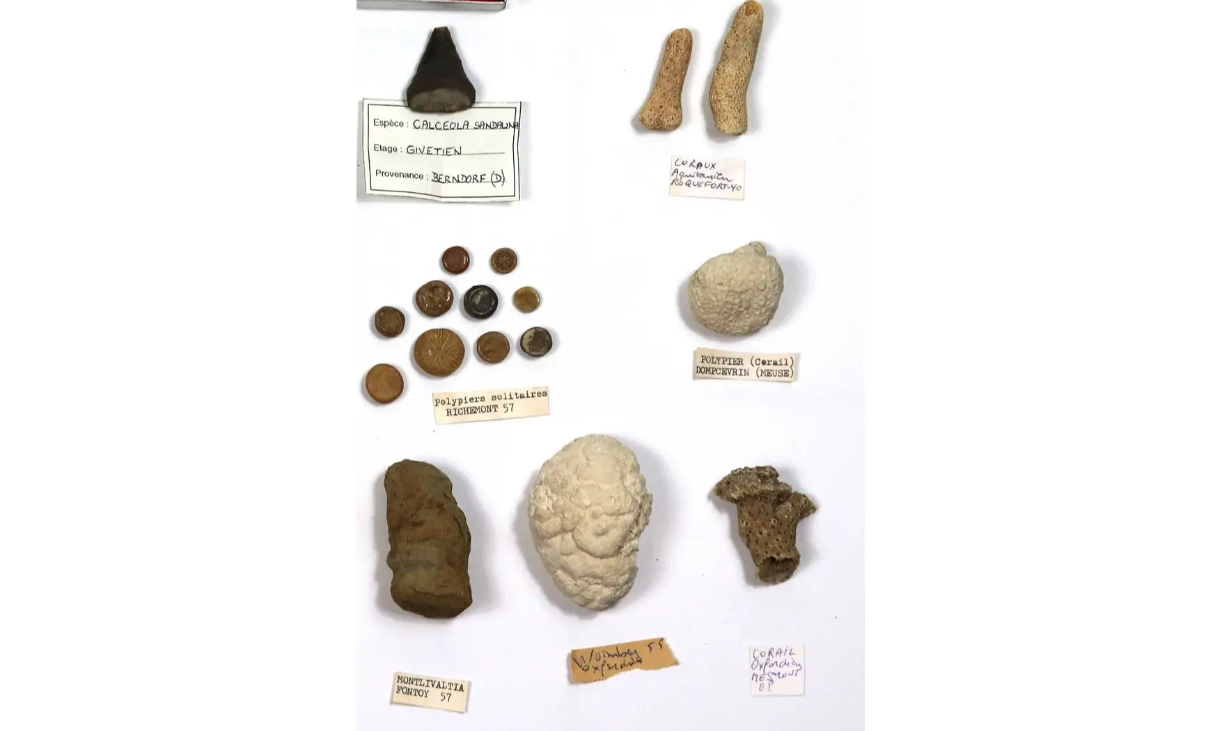 Lot éponges