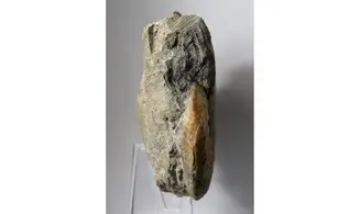 Haugia variabilis