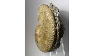 Haugia variabilis