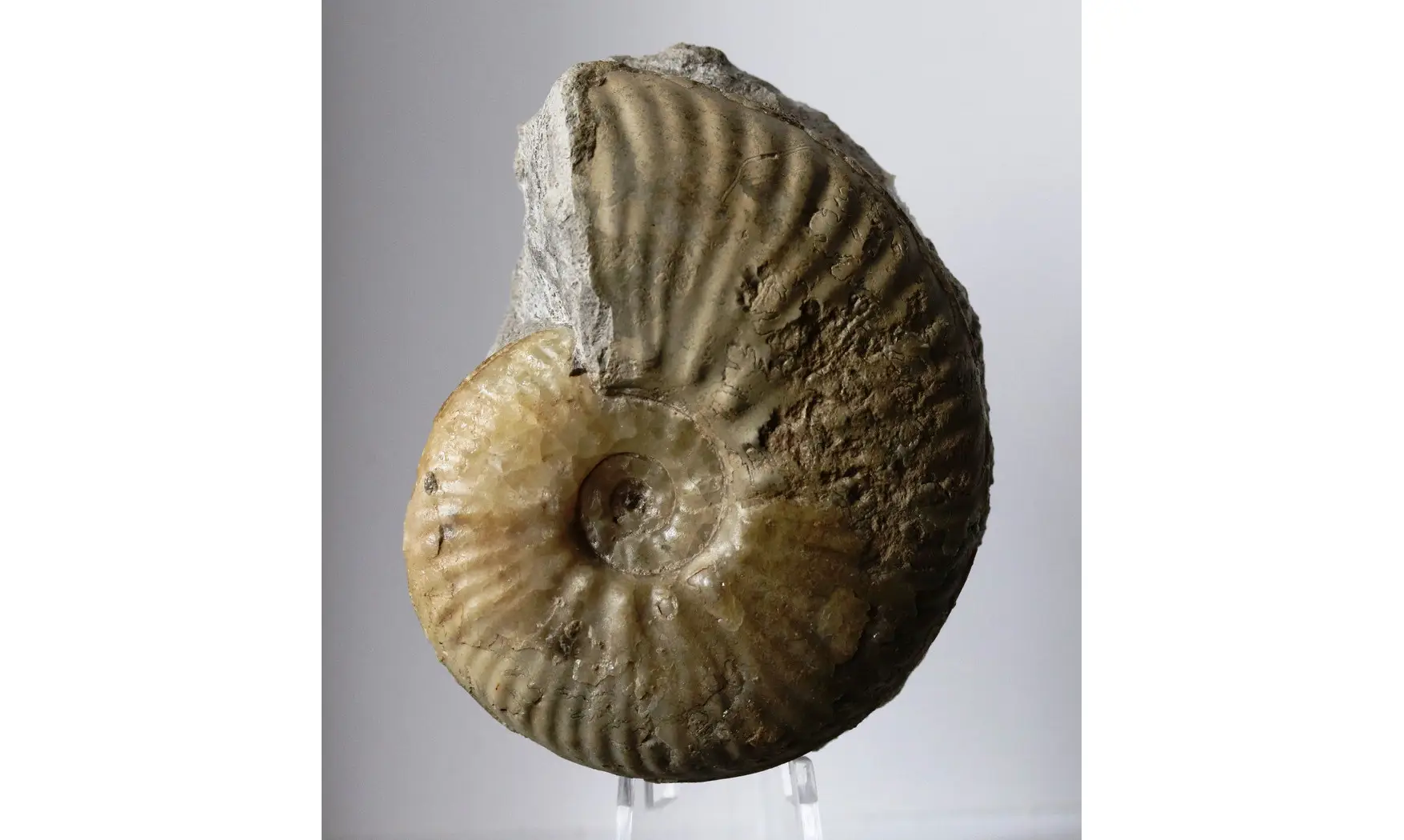 Haugia variabilis
