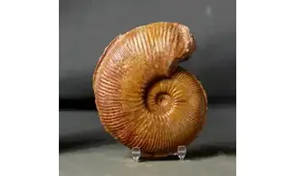 Planammatoceras stenomphalum