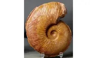 Planammatoceras stenomphalum
