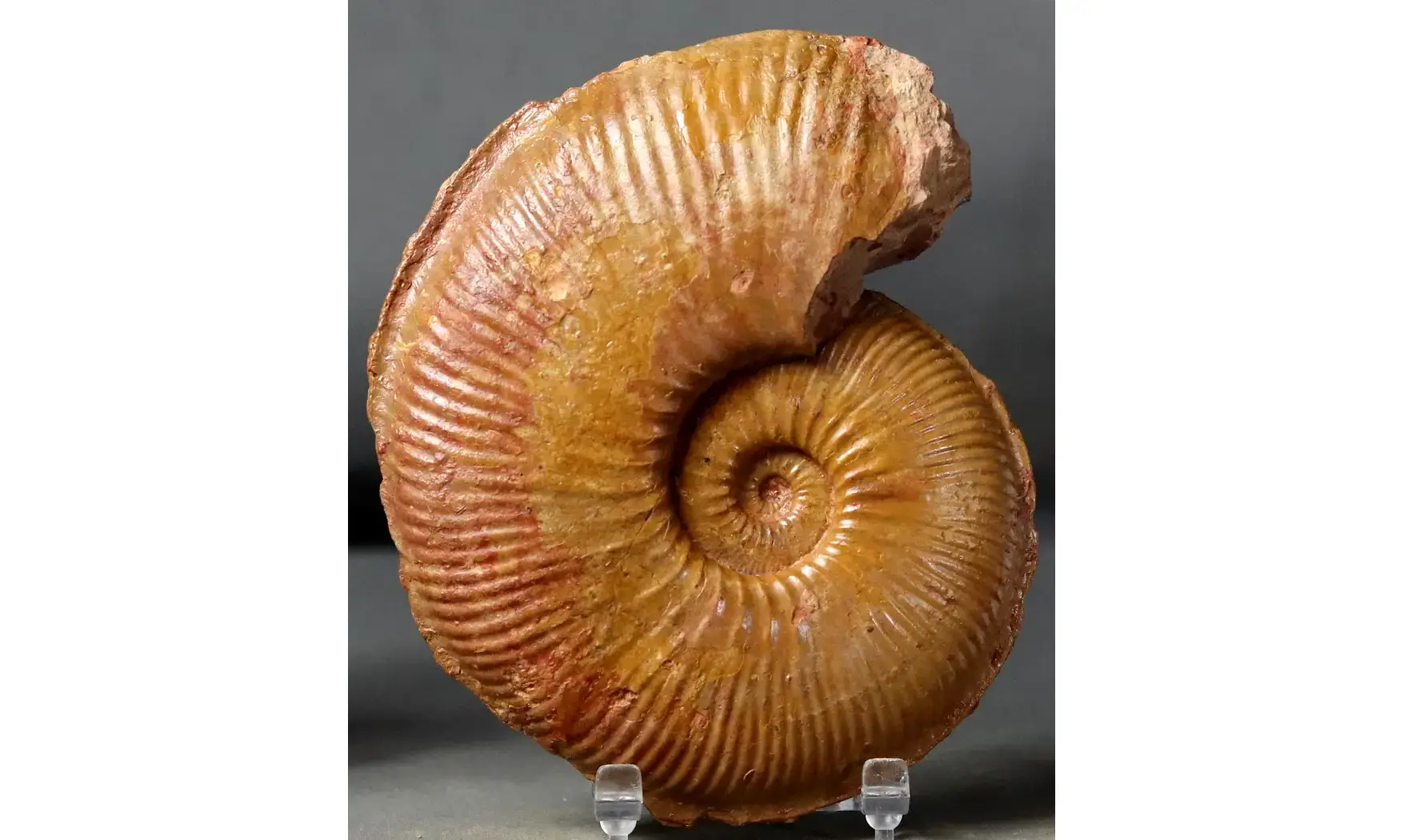 Planammatoceras stenomphalum