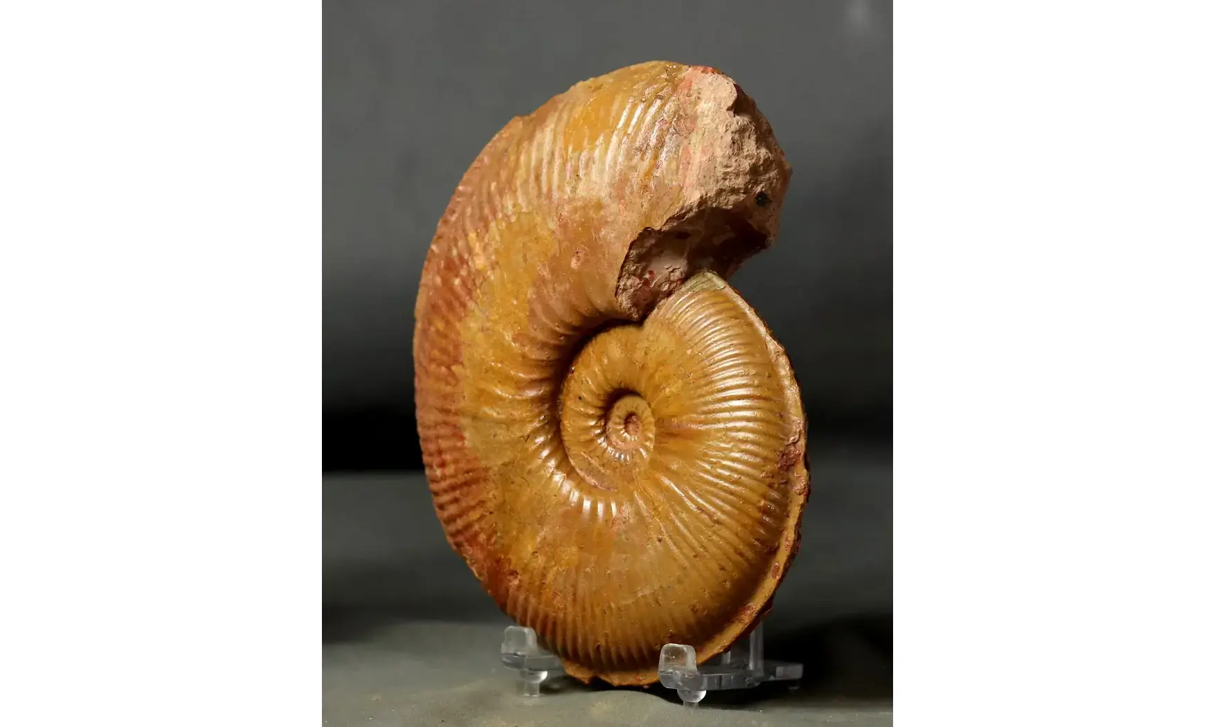 Planammatoceras stenomphalum