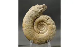Choffatia isabellae