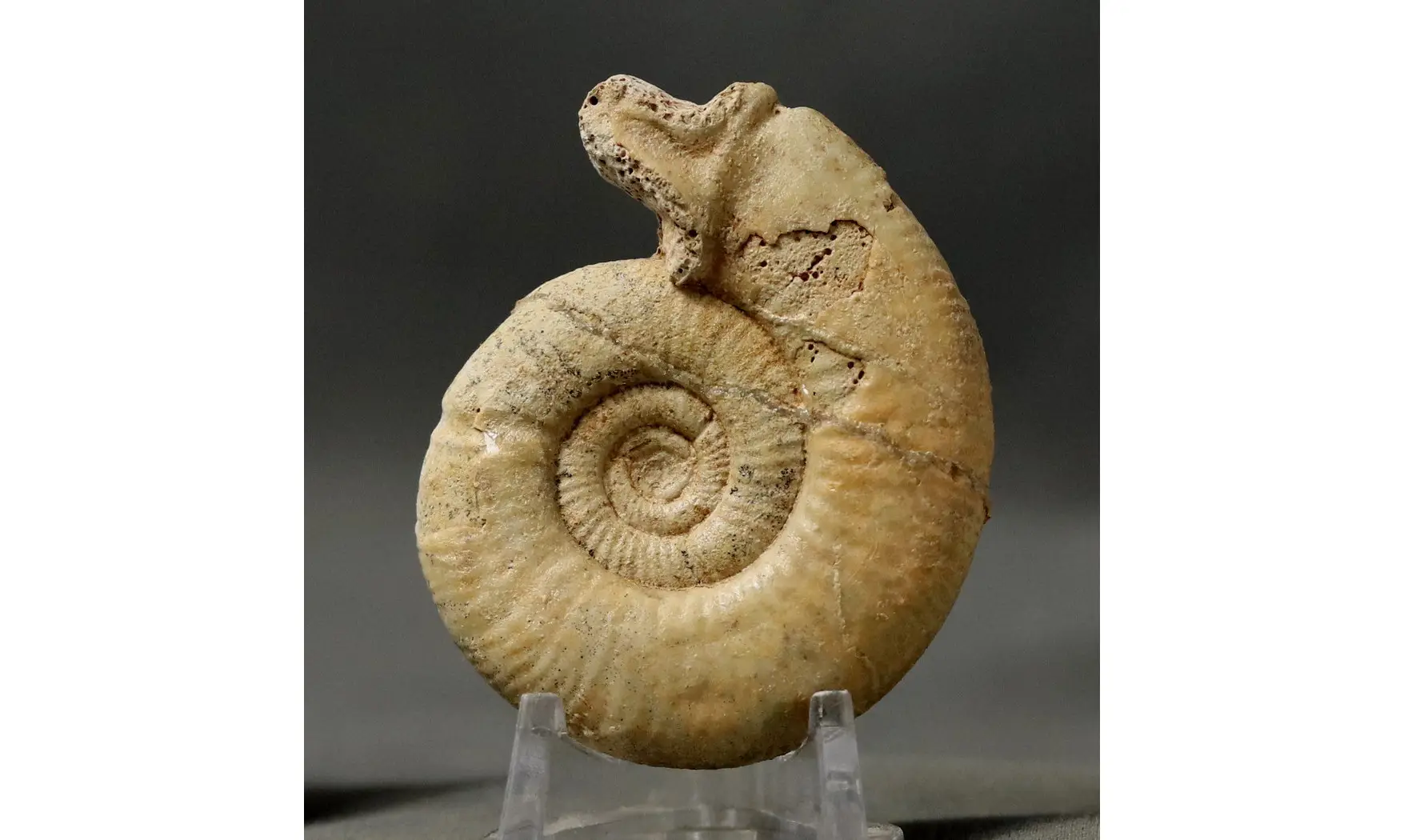 Choffatia isabellae
