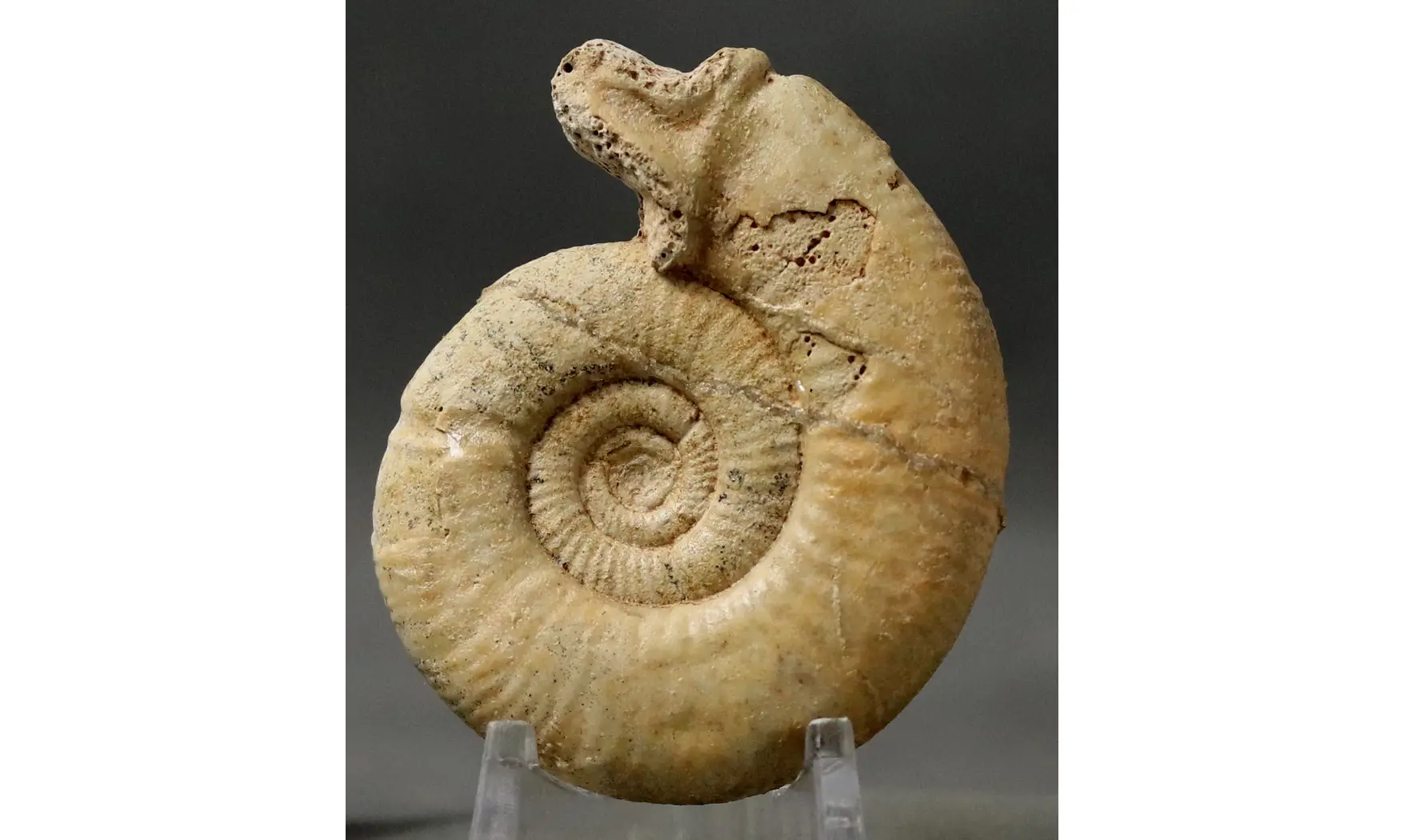 Choffatia isabellae